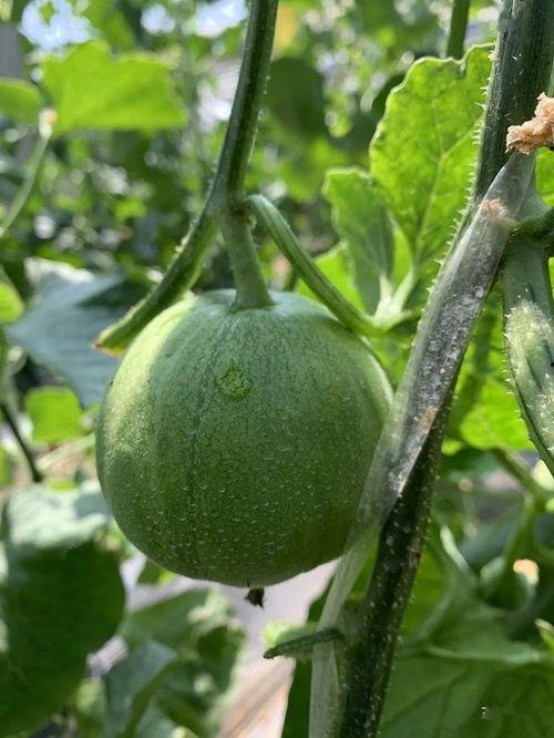 娱乐吃瓜的封面怎么做的,创意与技巧的完美融合